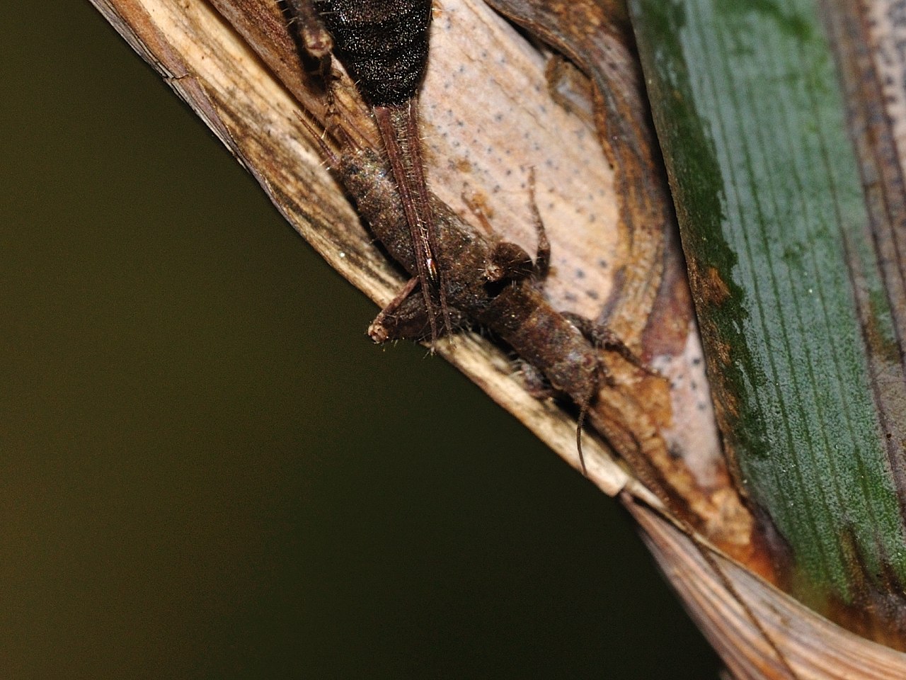 Collembolo? No Arachnocephalus vestitus